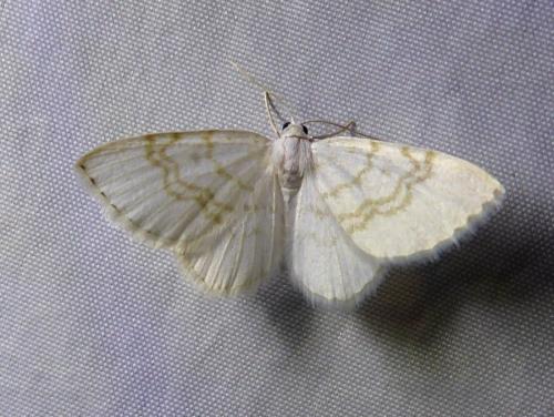 Réf. 307 517 : Asthena albulata